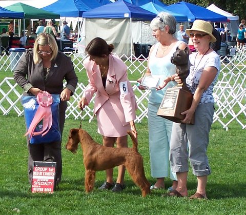 Glenstal best sale irish terriers