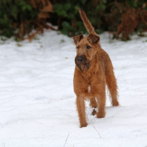 Irish terrier puppies for sale hot sale near me